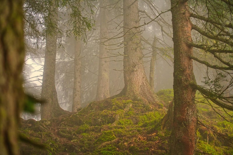 Enchanted Forest